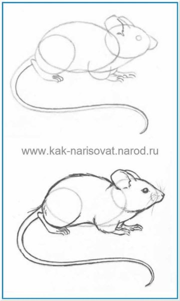 Мышка рисунок карандашом