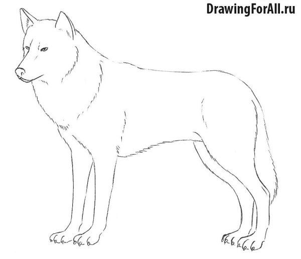 Волк для рисования
