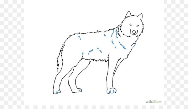 Волк рисунок в полный рост