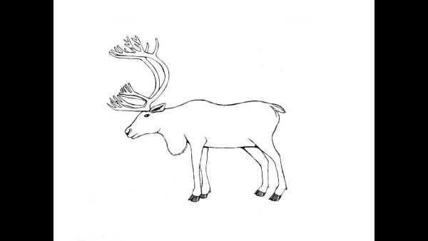 Северный олень карандашом