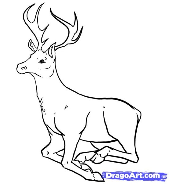 Олень рисунок карандашом