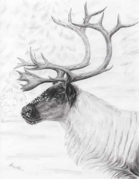 Северный олень сбоку