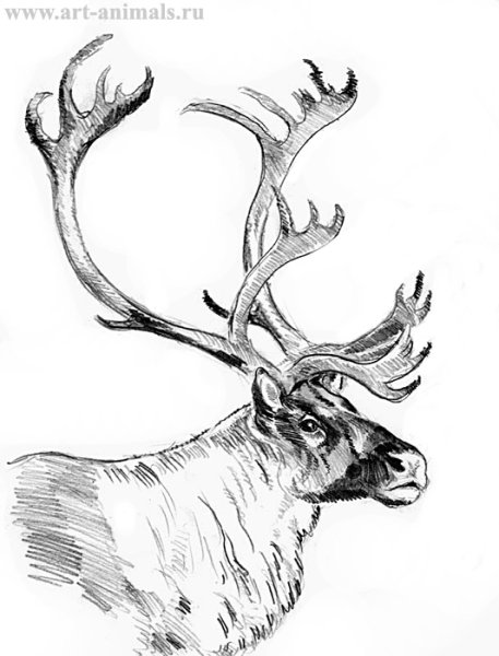 Контур сбоку фигуры косули оленя