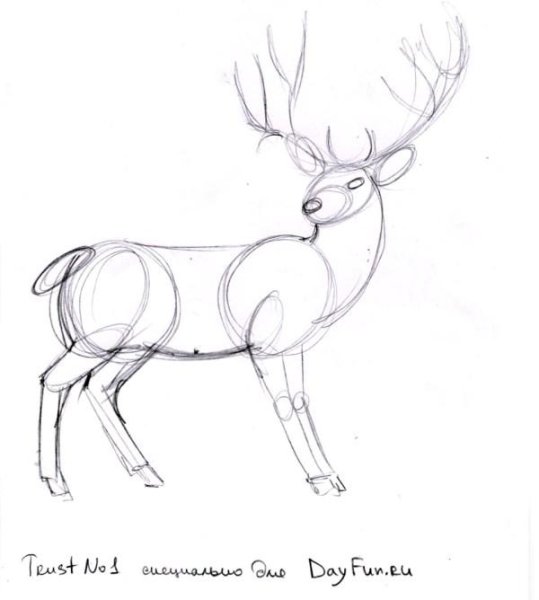 Олень рисунок карандашом для срисовки