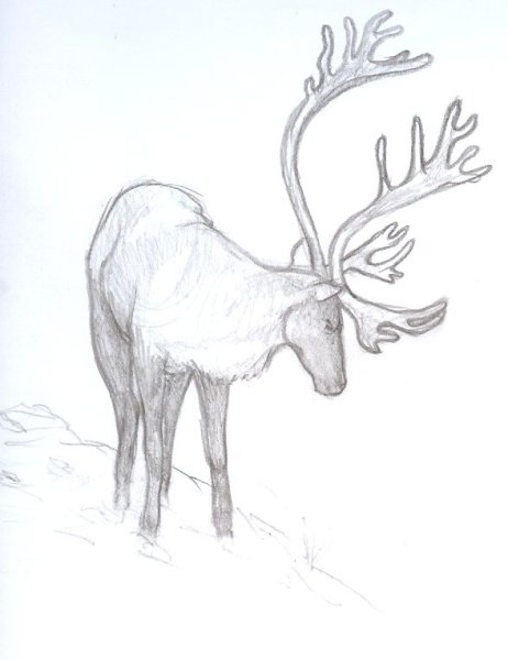 Пошаговое рисование оленя