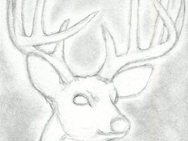 Олень карандашом