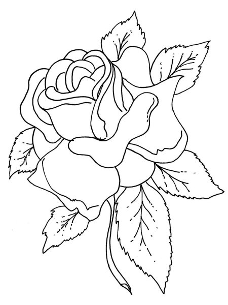 Цветы. Раскраска