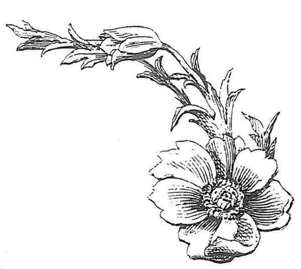 Цветок эскиз легкий