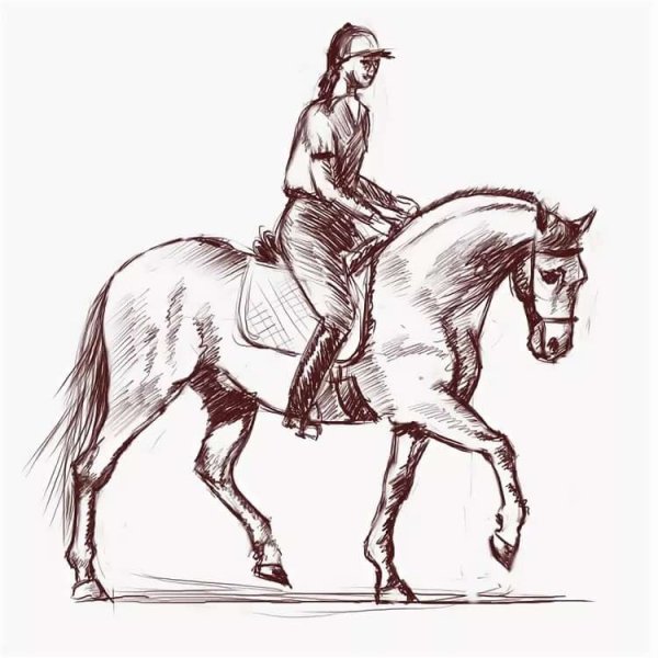 Контур лошади и всадника