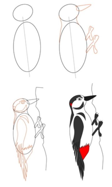 Поэтапное рисование дятла