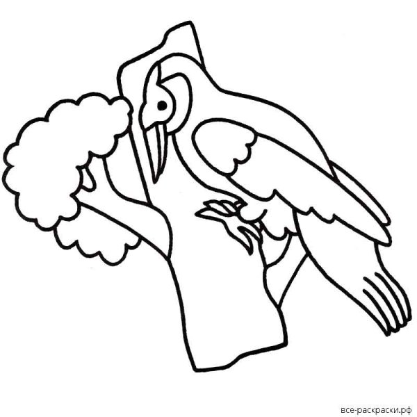 Дятел раскраска