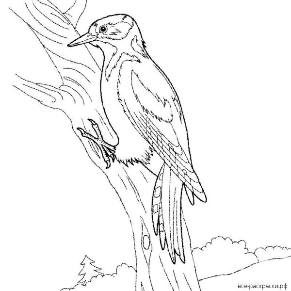 Дятел набросок