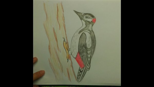 Николай Сладков дятел