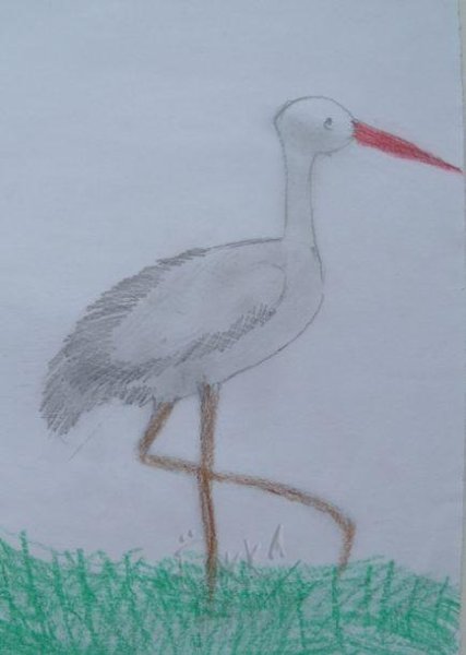 Аист контур