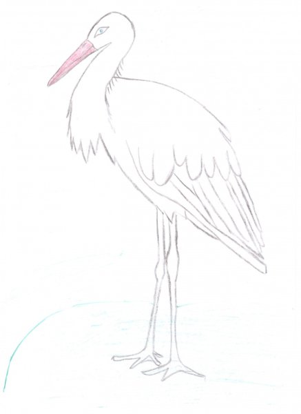 Аист рисунок