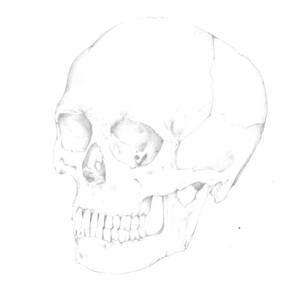 Череп человека контур