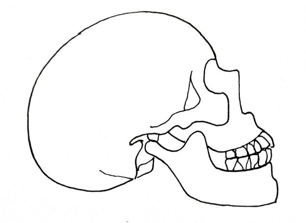 Череп человека нарисовать