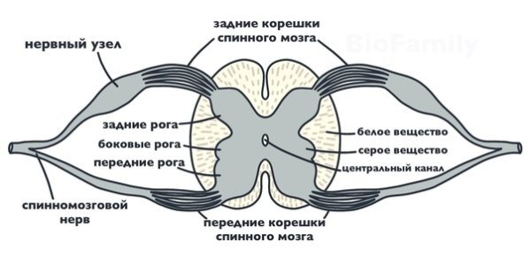 Строение спинного мозга на поперечном разрезе 8 класс