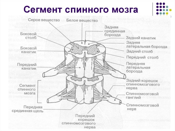 Внутреннее строение сегмента спинного мозга