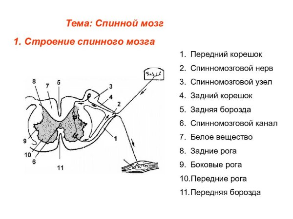 Внутреннее строение сегмента спинного мозга