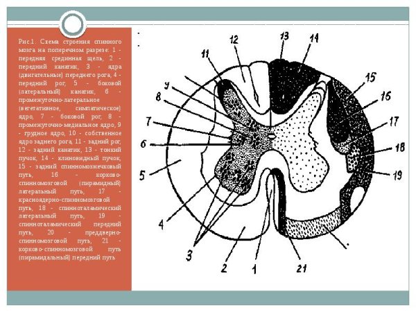 Схема поперечного разреза спинного мозга