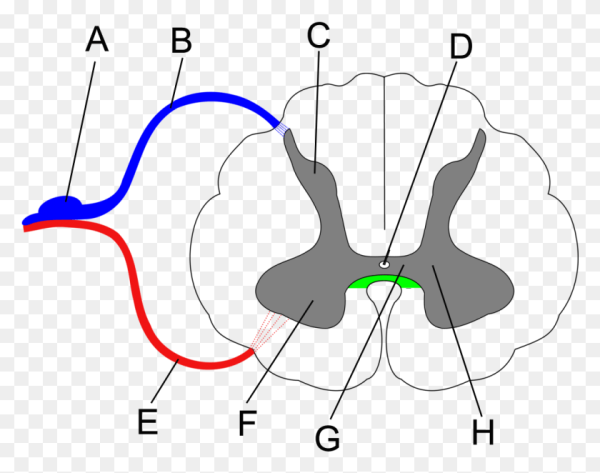 Строение Cornu anterior