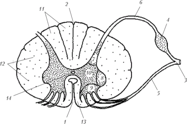 Схема поперечного среза спинного мозга