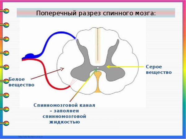 Структура спинного мозга серое вещество функции