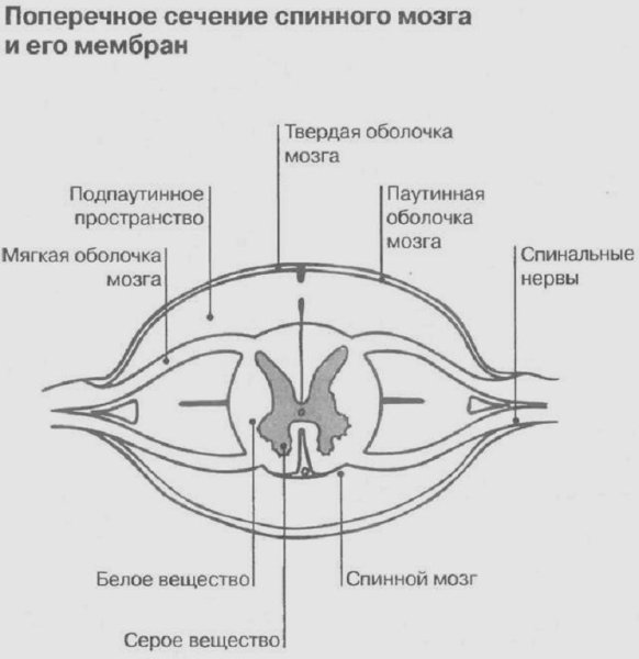 Схема строения оболочек спинного мозга
