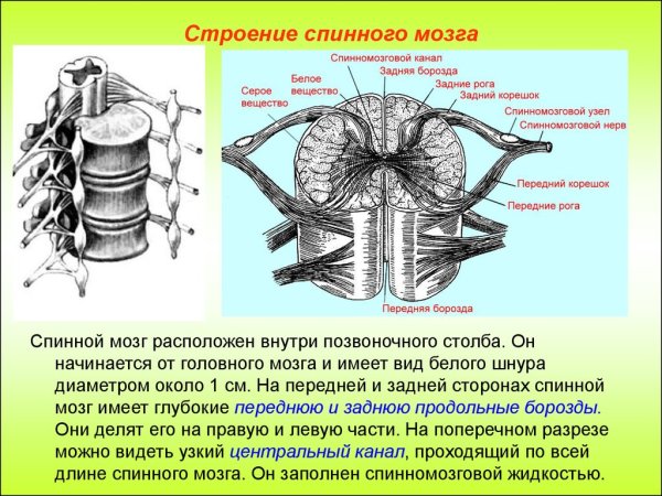 Строение спинного мозга 8 класс биология