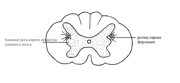 Поперечный разрез спинного мозга боковые рога