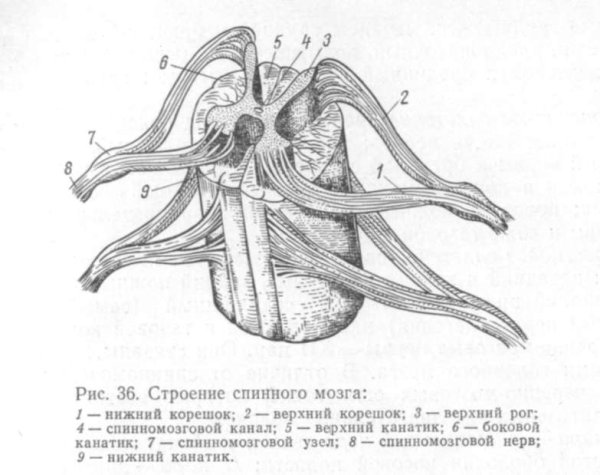 Строение спинного мозга КРС