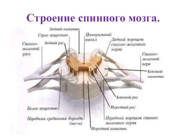 Наружнеее строение спинного мозга