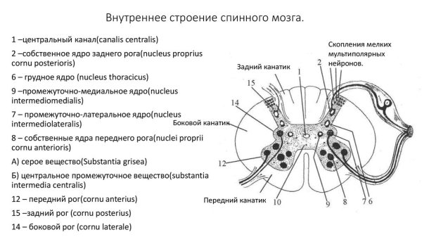 Внутреннее строение спинного мозга анатомия схема