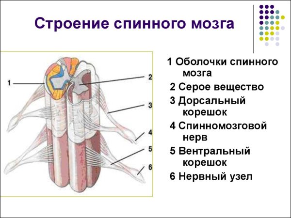 Двигательные ядра соматической рефлекторной дуги