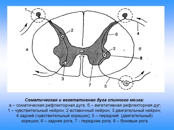 Схема внешнего строения спинного мозга