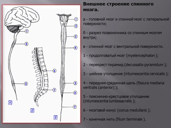 Схема поперечного среза спинного мозга