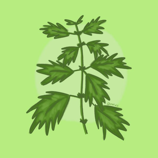 Крапива двудомная раскраска