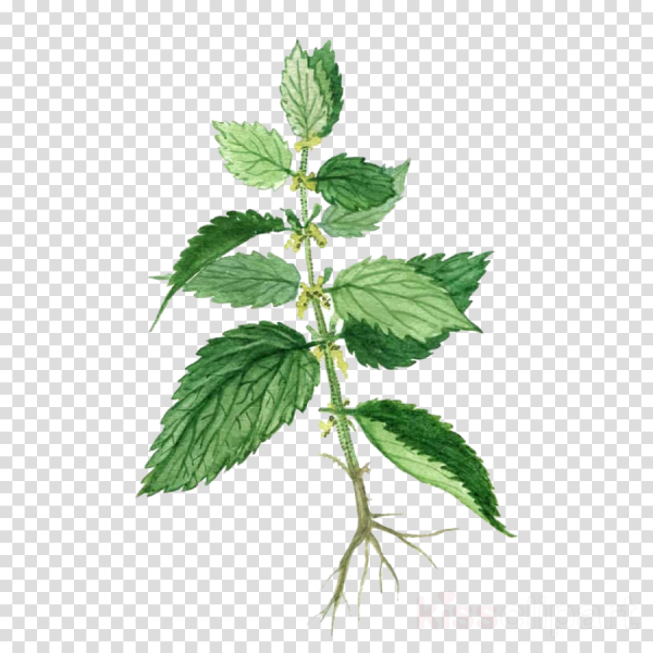 Крапива рисунок для детей