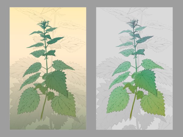 Крапива двудомная чб