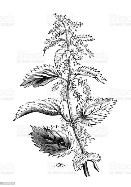 Крапива двудомная чб