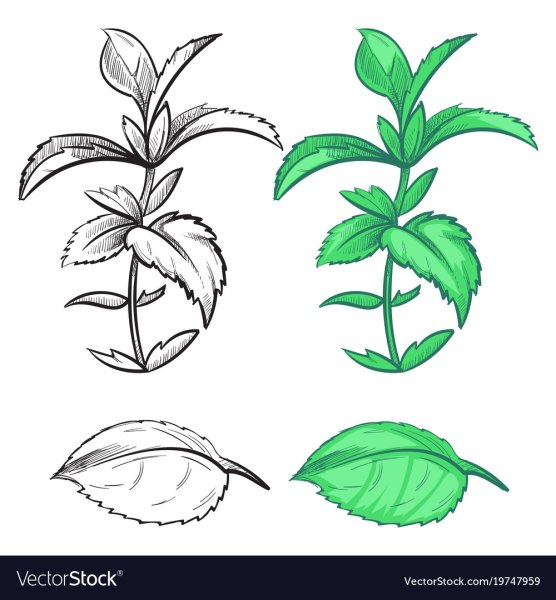 Крапива двудомная (Urtica dioica)