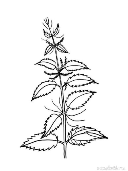 Крапива двудомная раскраска
