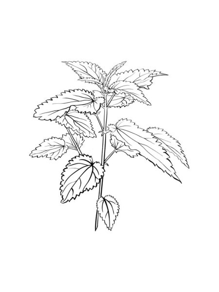 Крапива двудомная Ботаническая