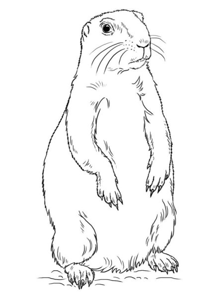 Сурикат карандашом