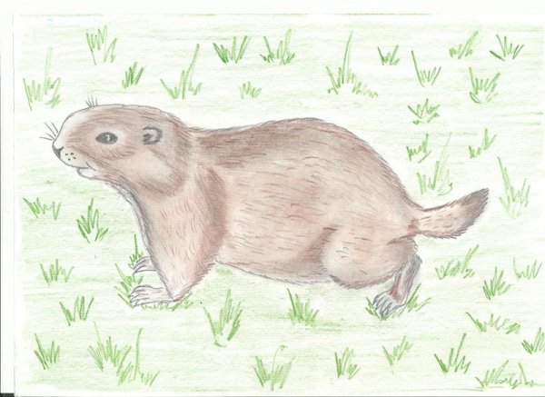 Сурикат раскраска