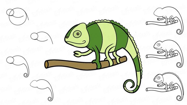 Хамелеон рисунок для детей