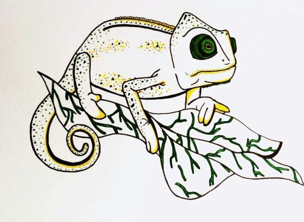 Хамелеон карандашом