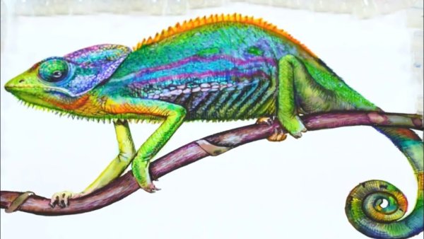 Хамелеон для детей