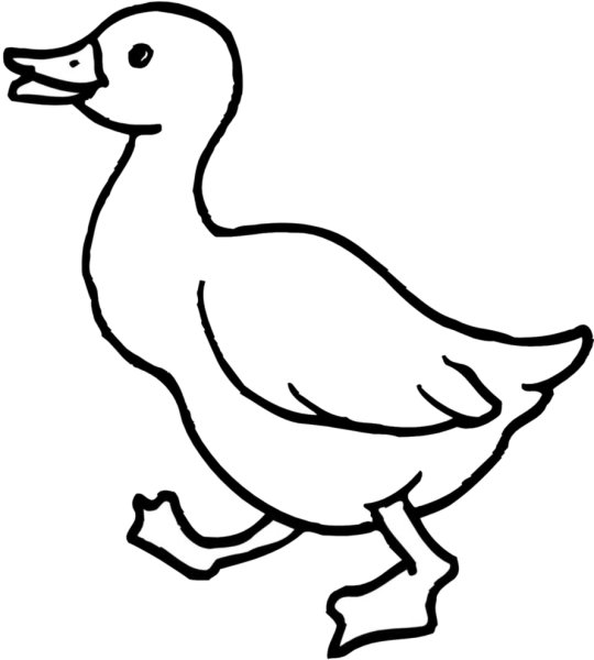 Гусенок раскраска для детей